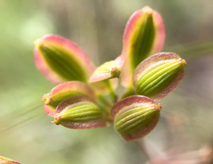 Lomatium simplex