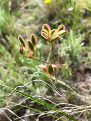 Lomatium simplex