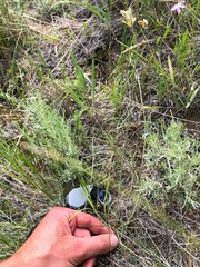 Lomatium simplex