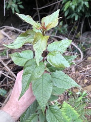 Deeringia amaranthoides