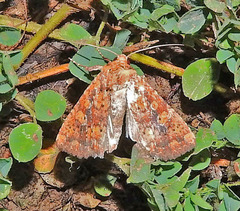 Perigea xanthioides