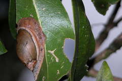 Plekocheilus succineoides