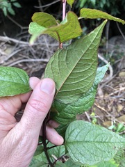 Deeringia amaranthoides
