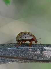 Leptinotarsa typographica