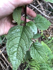 Deeringia amaranthoides