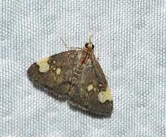 Evergestis unimacula