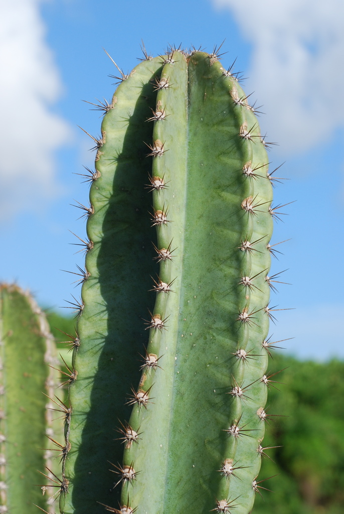 Cereus hexagonus, Miami Gardens, FL, USA