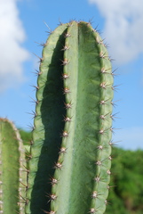 Cereus hexagonus
