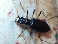 Oxycheila