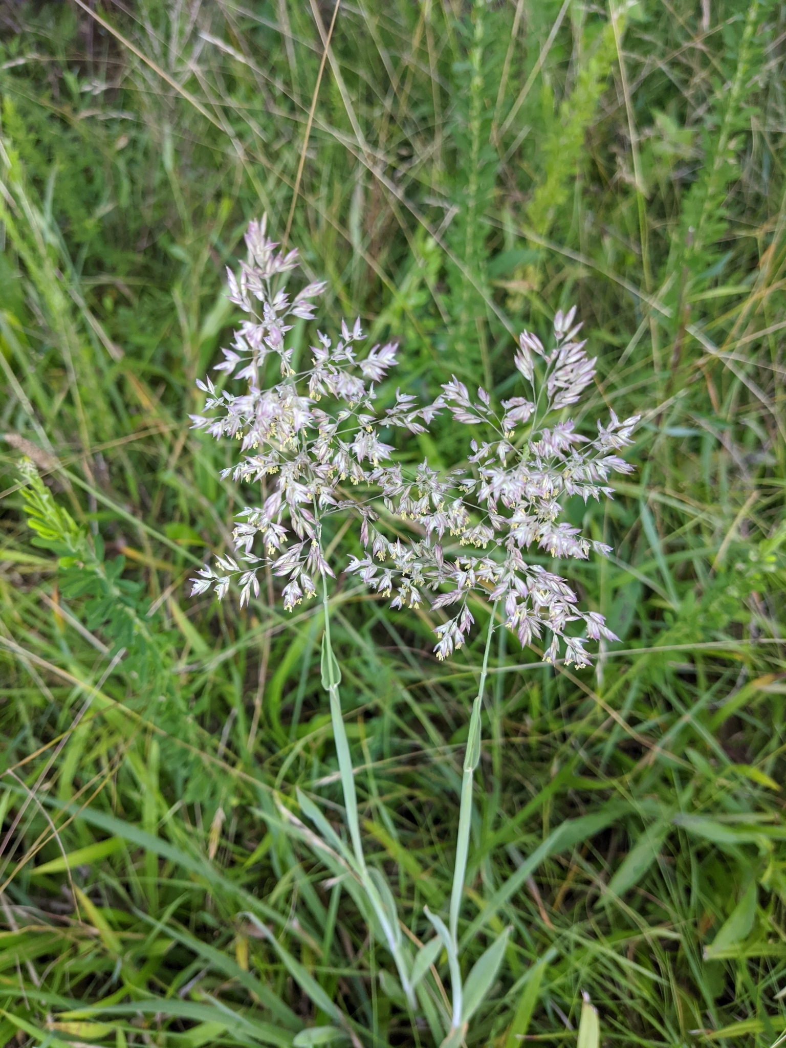 Holcus lanatus