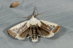 Cryptophasa albacosta