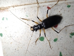Oxycheila