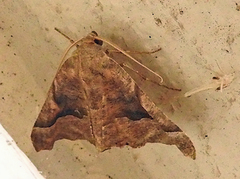 Pero astapa
