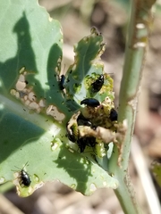 Phyllotreta cruciferae