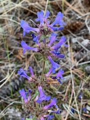 Penstemon pruinosus
