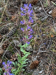 Penstemon pruinosus