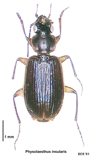 Género Physolaesthus · iNaturalist Mexico