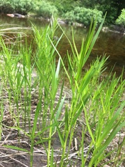 Dulichium arundinaceum