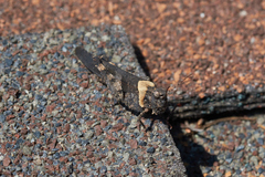 Trimerotropis fontana