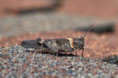 Trimerotropis fontana