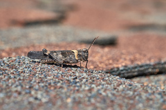 Trimerotropis fontana