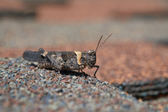 Trimerotropis fontana