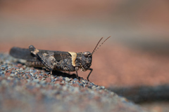 Trimerotropis fontana