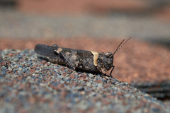 Trimerotropis fontana