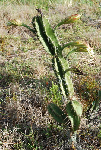 Cereus hexagonus