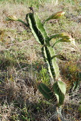 Cereus hexagonus