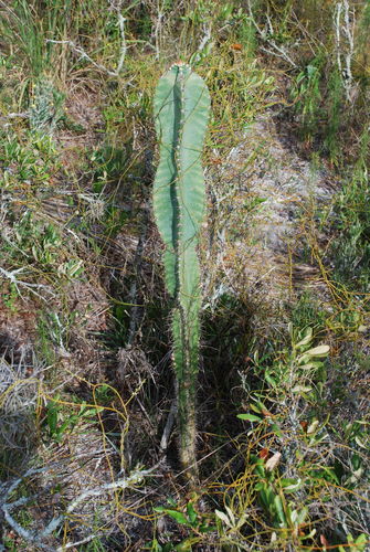 Cereus hexagonus