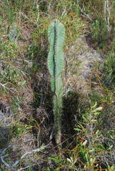 Cereus hexagonus