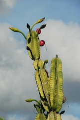 Cereus hexagonus