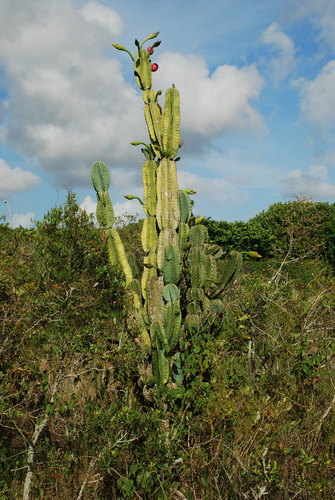 Cereus hexagonus