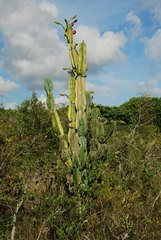 Cereus hexagonus