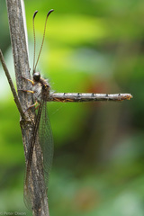 Ascaloptynx appendiculata