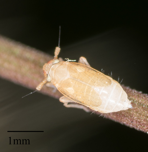 Delphacidae