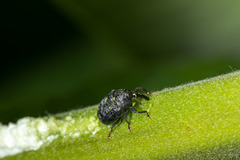 Rhyssomatus lineaticollis