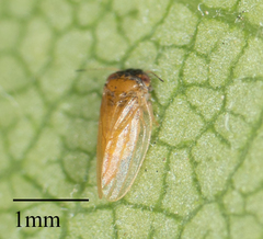 Ctenarytaina longicauda