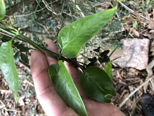 Image of Cynanchum bowmanii by (c) Greg Tasney, some rights reserved (CC BY-SA)