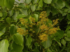 Sciodaphyllum attenuatum