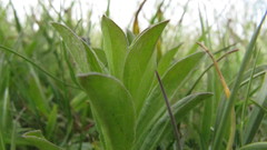 Sericocarpus rigidus