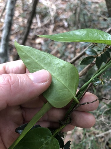Image of Cynanchum bowmanii by (c) Greg Tasney, some rights reserved (CC BY-SA)