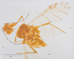 Tinocallis ulmiparvifoliae