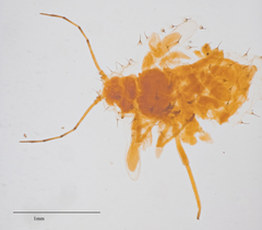 Tinocallis ulmiparvifoliae