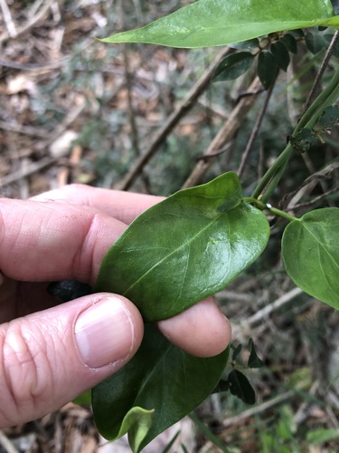 Image of Cynanchum bowmanii by (c) Greg Tasney, some rights reserved (CC BY-SA)