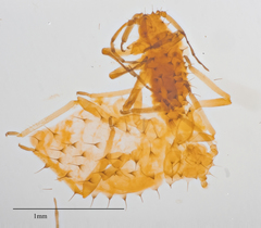 Tinocallis ulmiparvifoliae