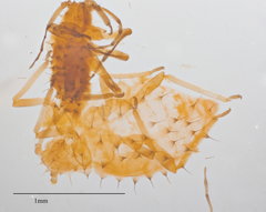 Tinocallis ulmiparvifoliae
