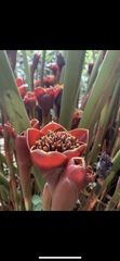 Etlingera