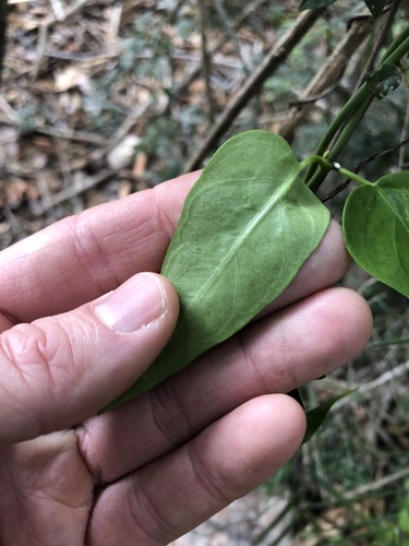 Image of Cynanchum bowmanii by (c) Greg Tasney, some rights reserved (CC BY-SA)